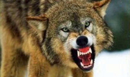 Per medžioklės sezoną leista sumedžioti vilkus